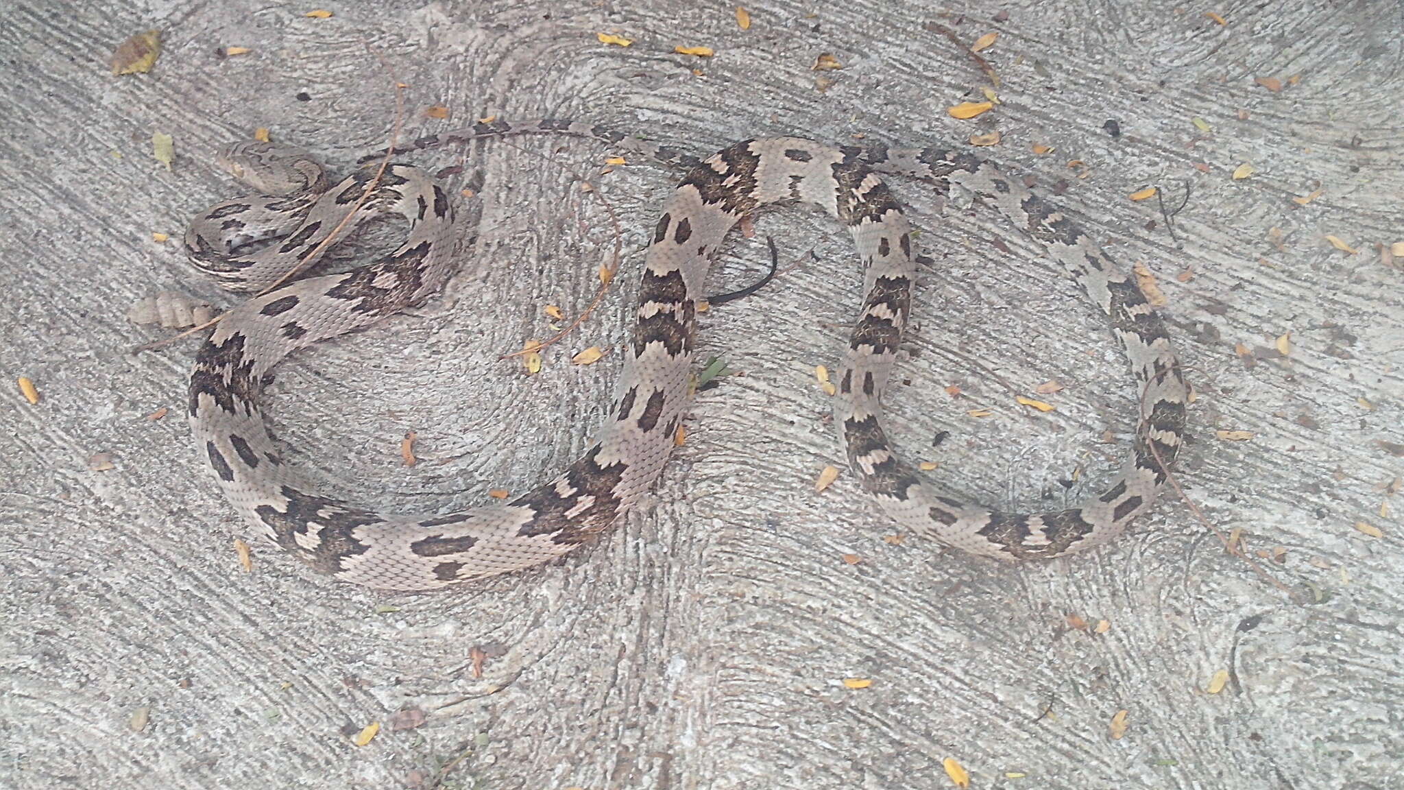 Image of Coastal Lyre Snake