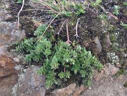 Image of San Bruno Mountain manzanita