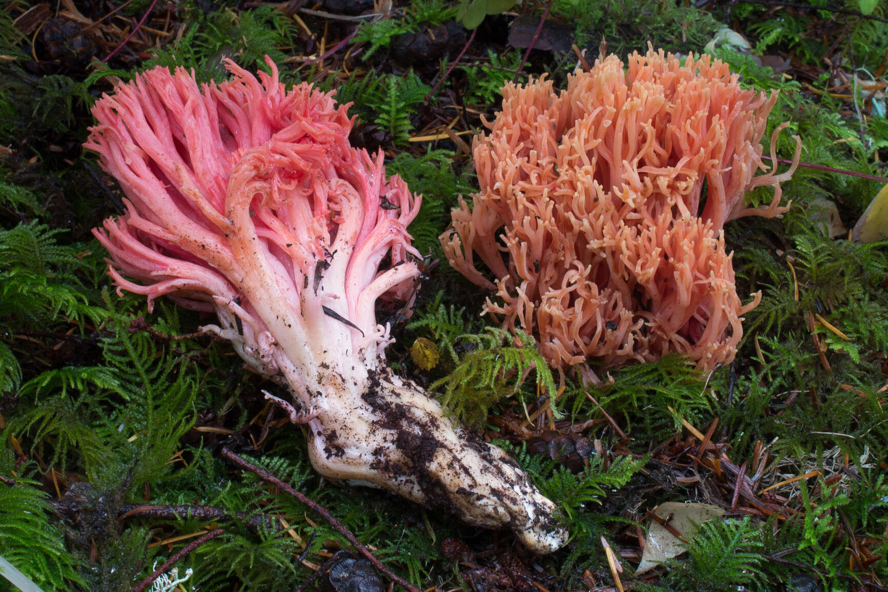 Image de Ramaria cyaneigranosa Marr & D. E. Stuntz 1974