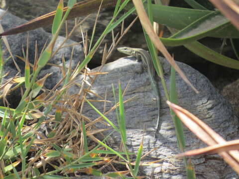 Image of Iberian Wall Lizard