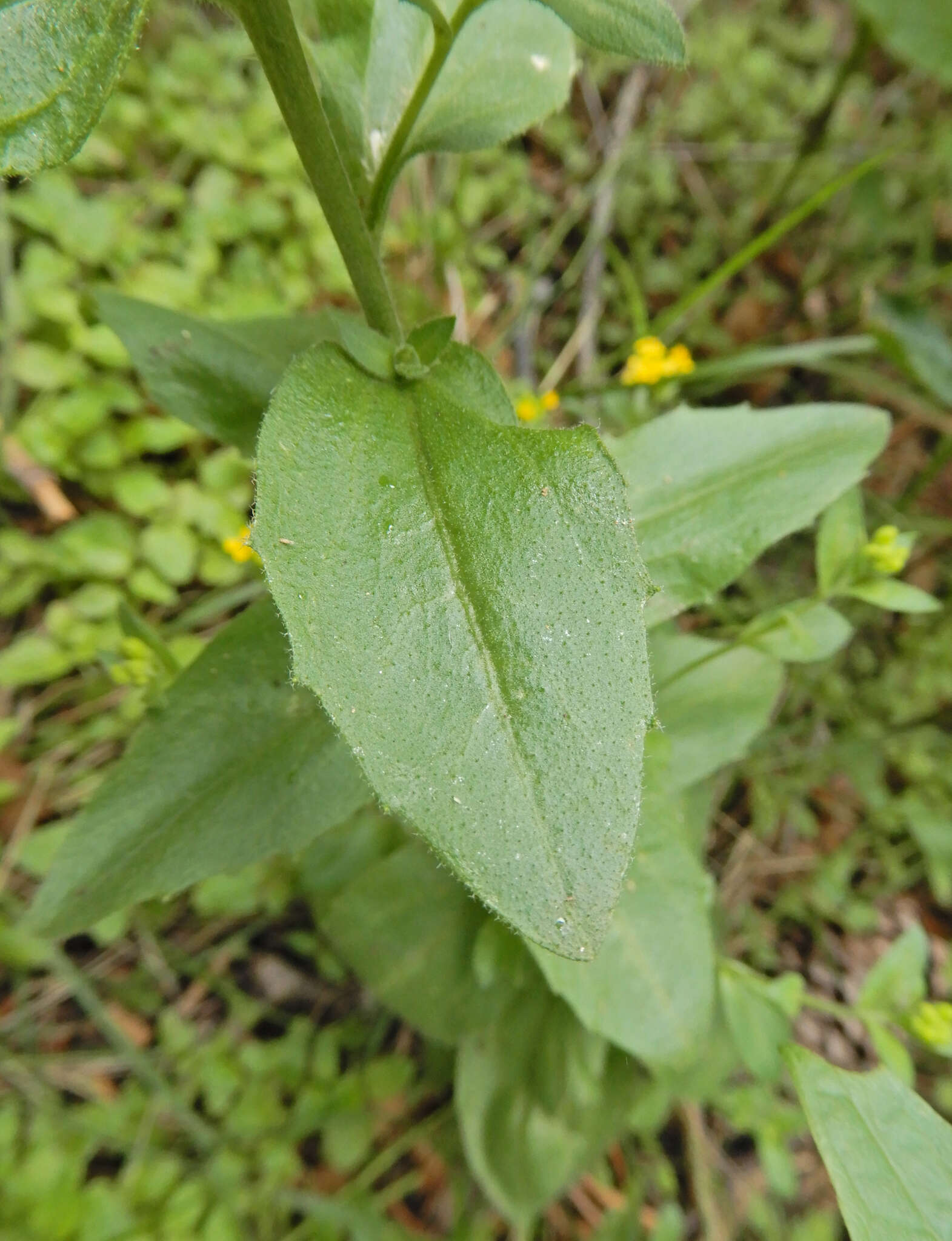 Image of Heller's Whitlow-Grass