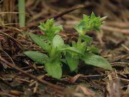 Image de Gentiana yokusai Burkill