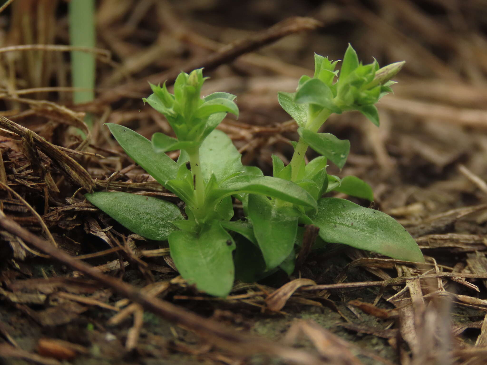 Image de Gentiana yokusai Burkill