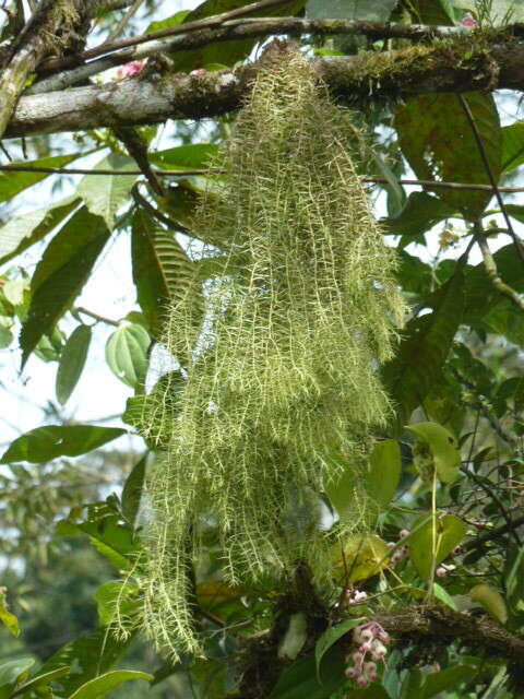 Image of needleleaf clubmoss