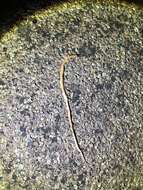 Image of Big Bend Blackhead Snake