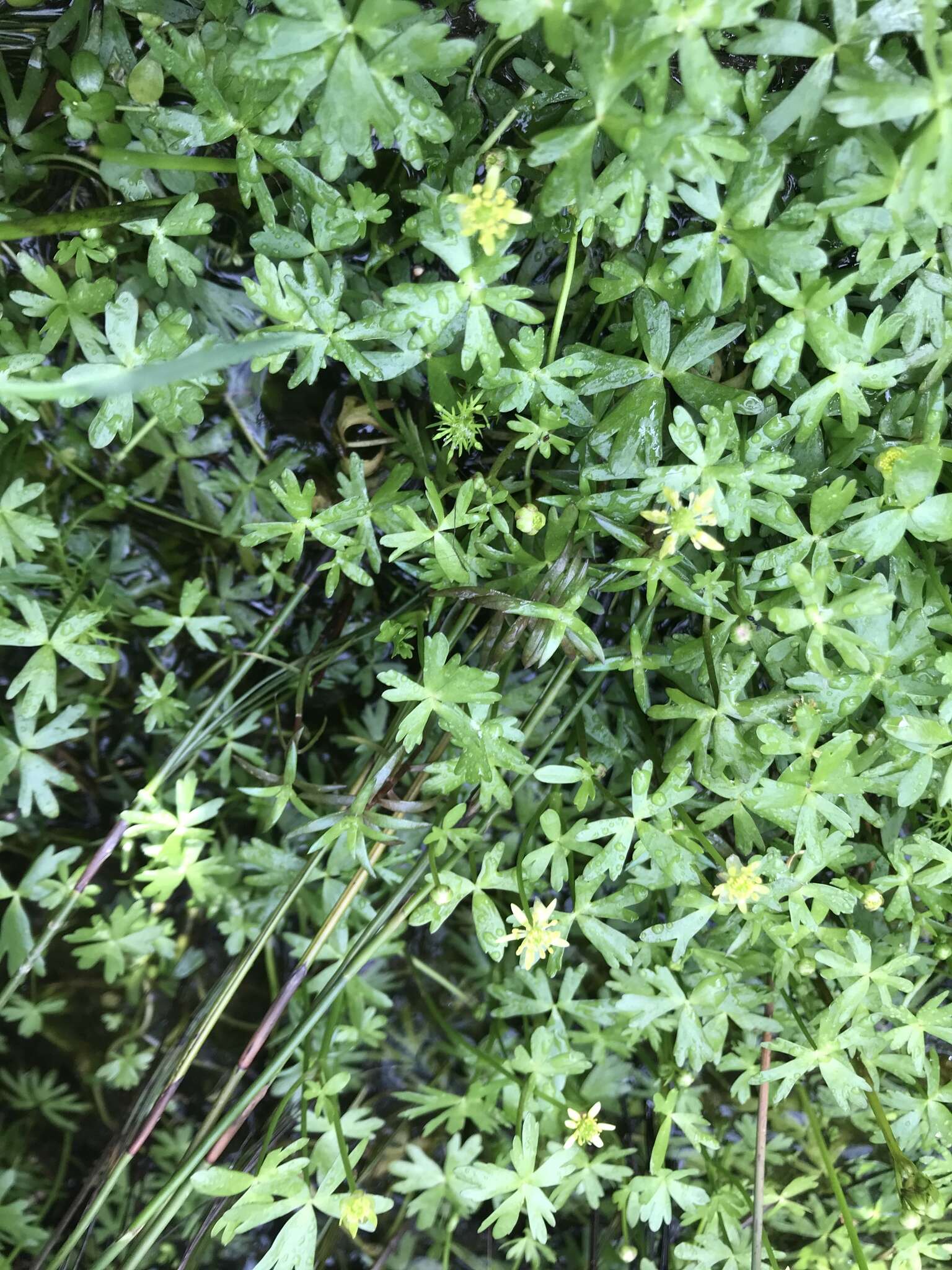 Image of Ranunculus amphitrichus Colenso