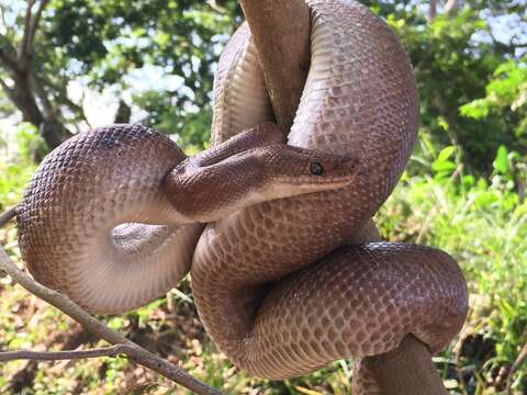 Image of Brown Rainbow Boa