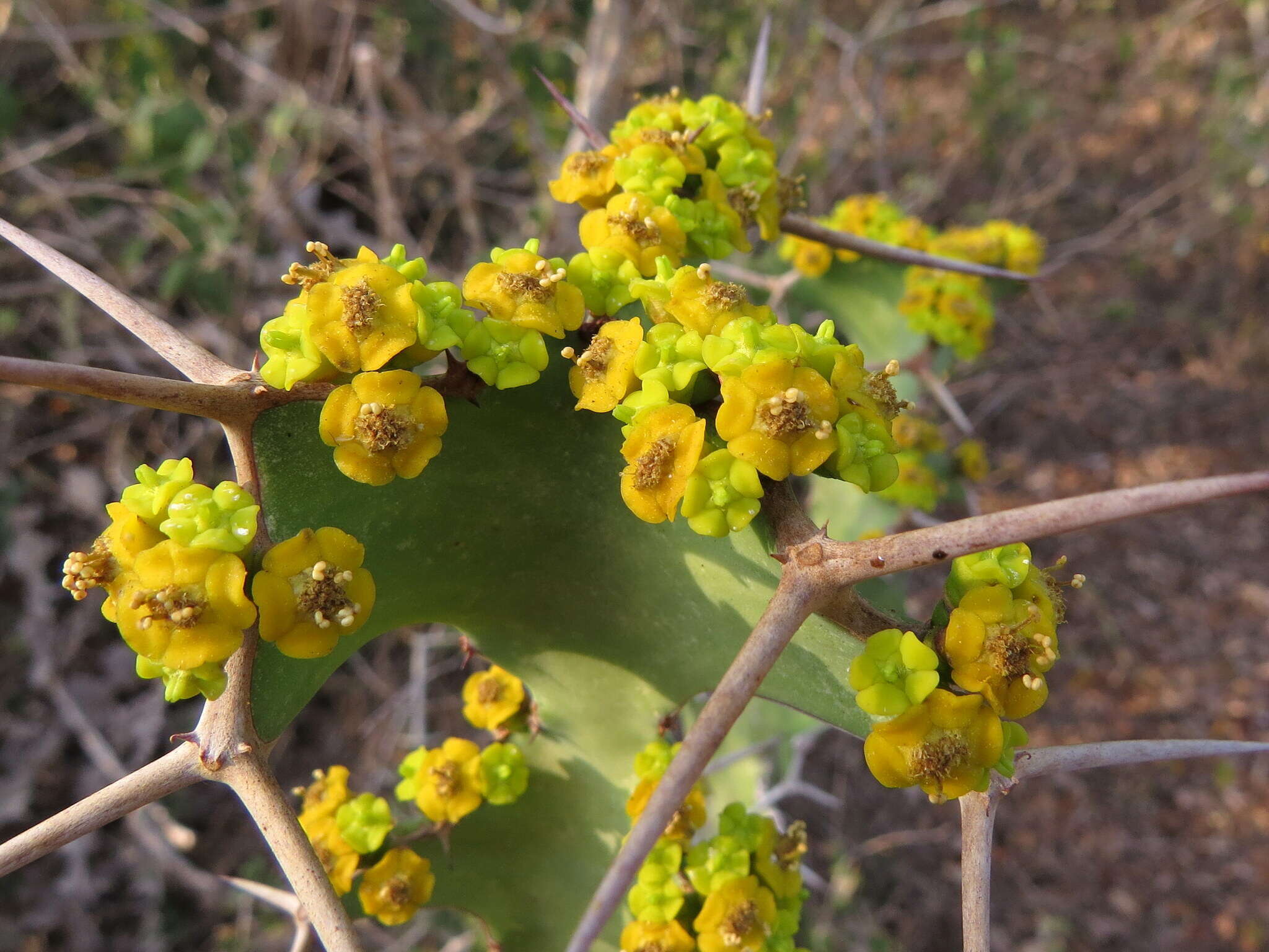 Euphorbia grandicornis Blanc resmi