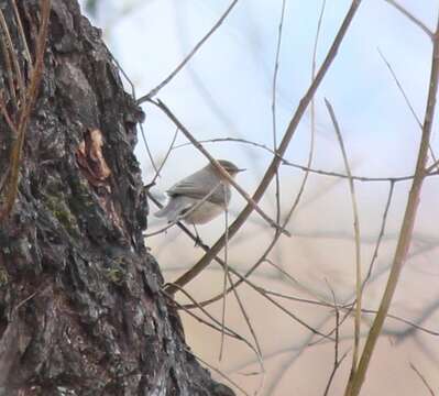 Image of Siberian Chiffchaff