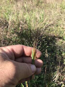 صورة Digitaria cognata (Schult.) Pilg.