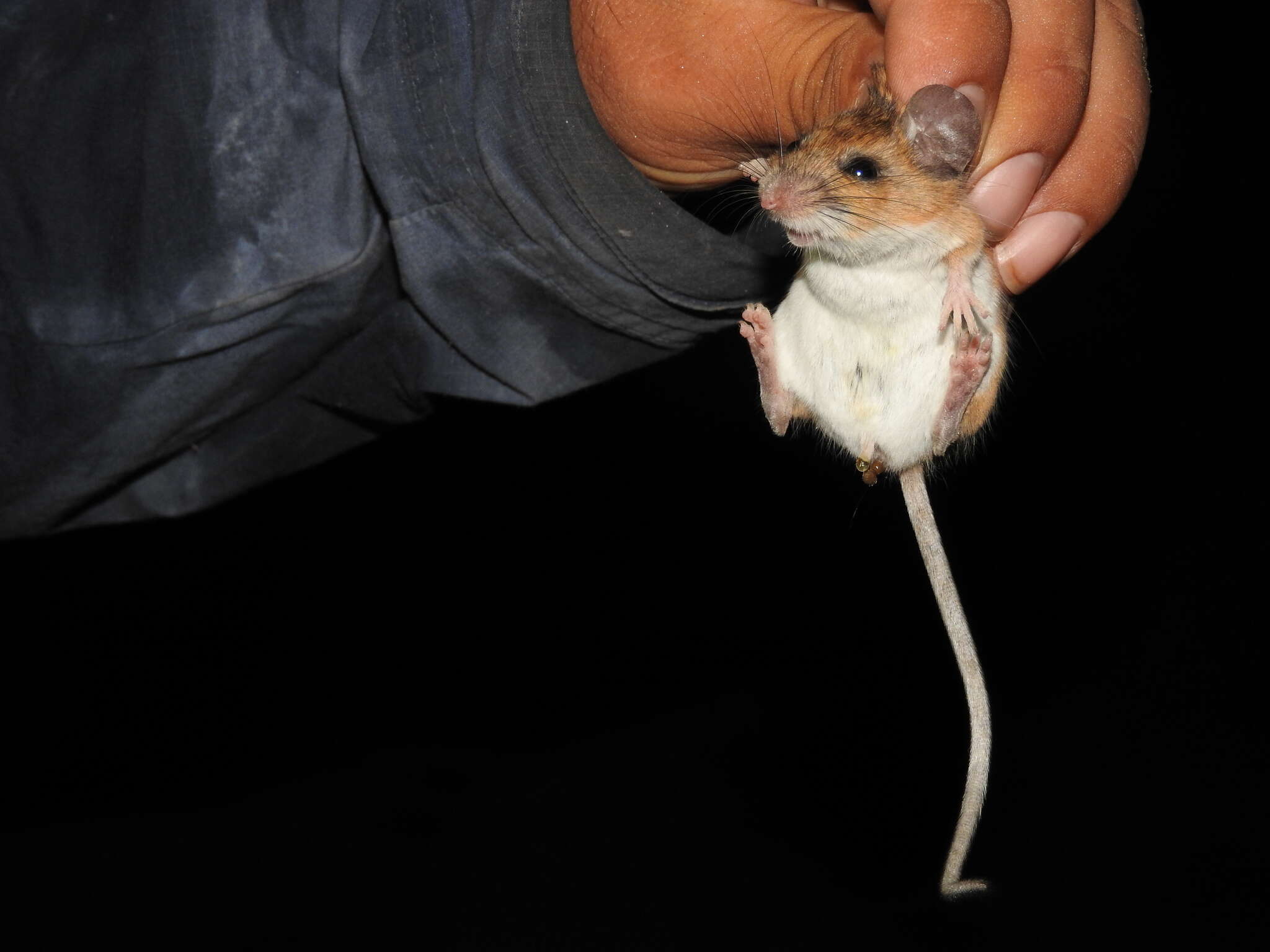 Image of Peromyscus spicilegus J. A. Allen 1897