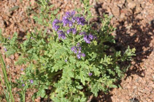 Sivun Phacelia bakeri (Brand) J. F. Macbr. kuva