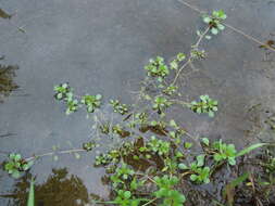 Image of Spatulaleaf Loosestrife