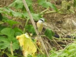 Lanius cristatus lucionensis Linnaeus 1766 resmi