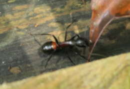 Image de Camponotus hemichlaena Yasumatsu & Brown 1951