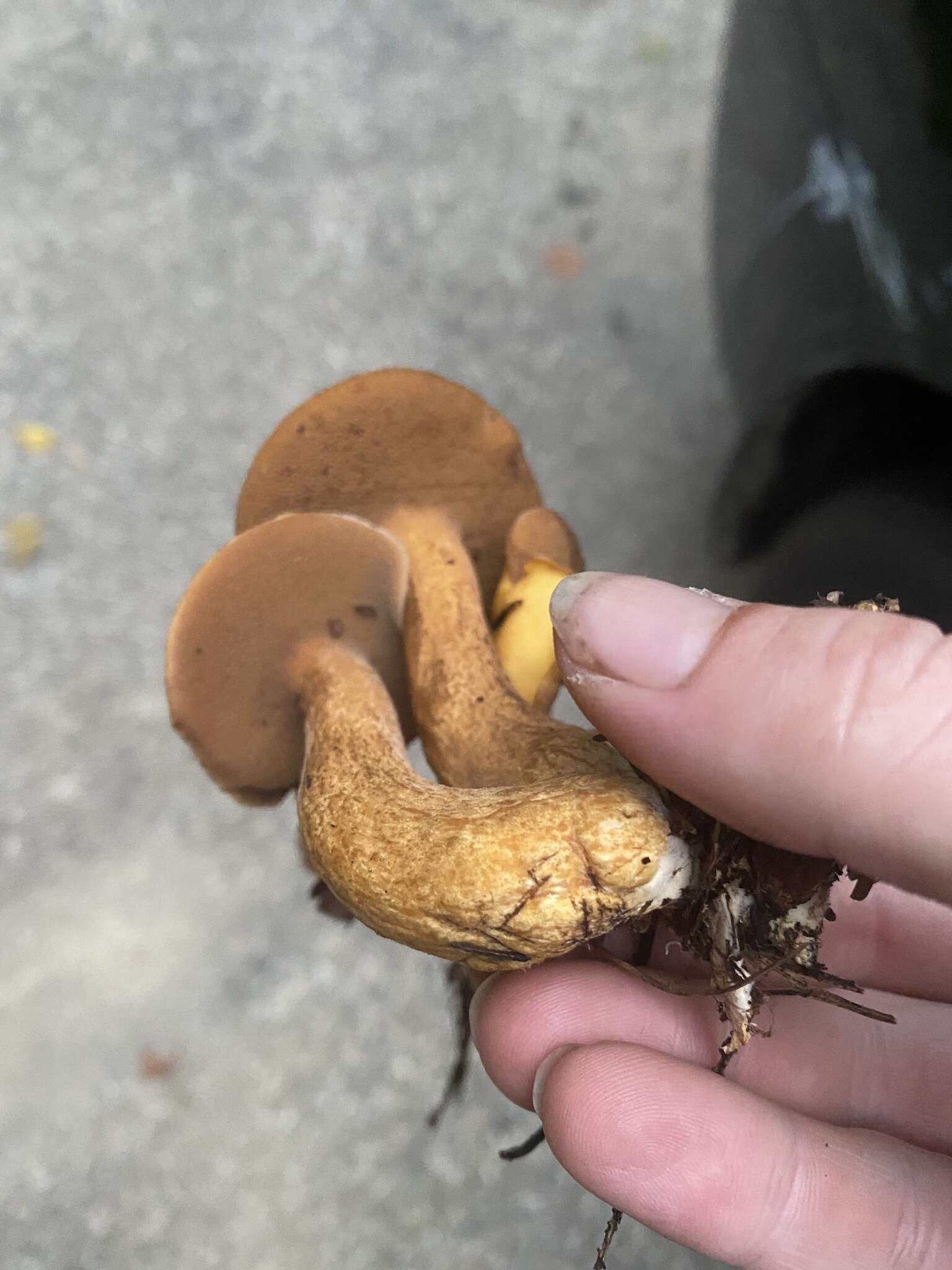 Image de Suillus punctipes (Peck) Singer 1945