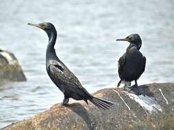 Image of Indian Cormorant