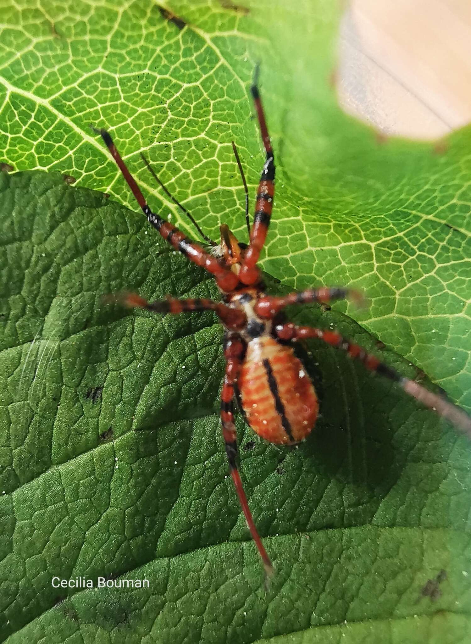 Image de Rhynocoris cuspidatus Ribaut 1922