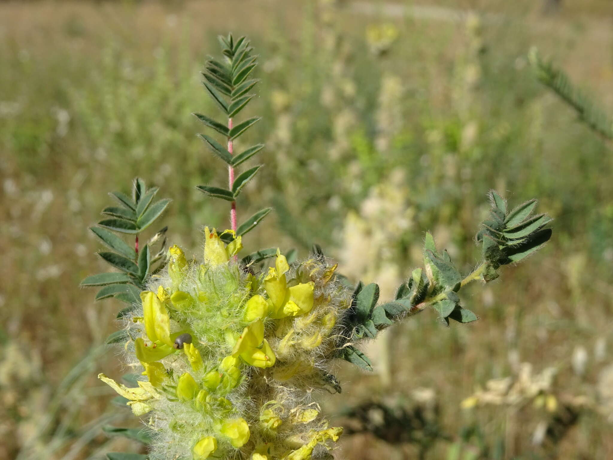 Image of Astragalus alopecuroides L.