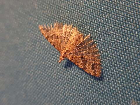 Image of twenty-plume moth