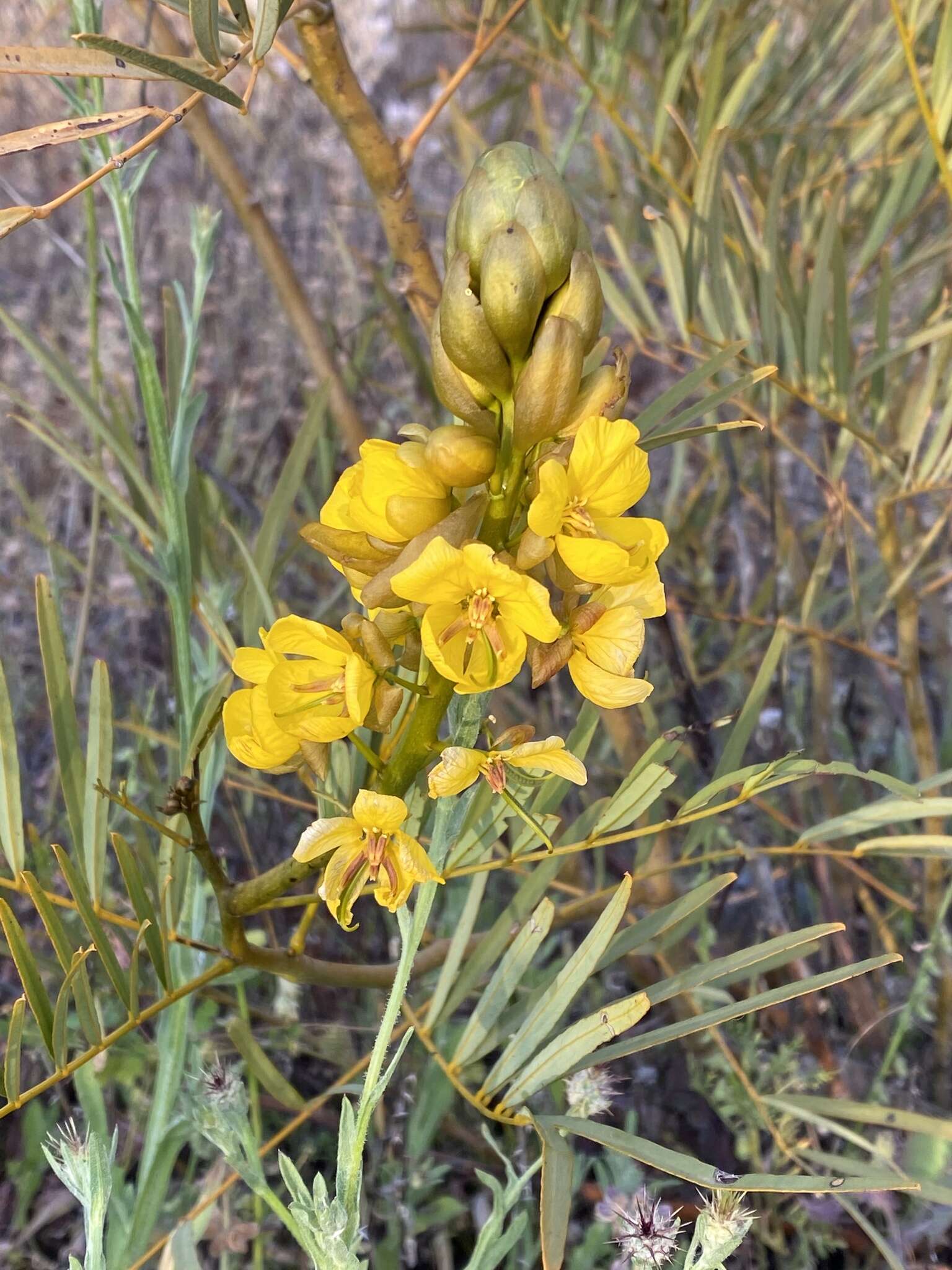 Image of Senna pleurocarpa var. angustifolia