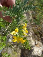 Imagem de Calpurnia villosa Harv.