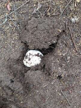 Image of Banded agaric