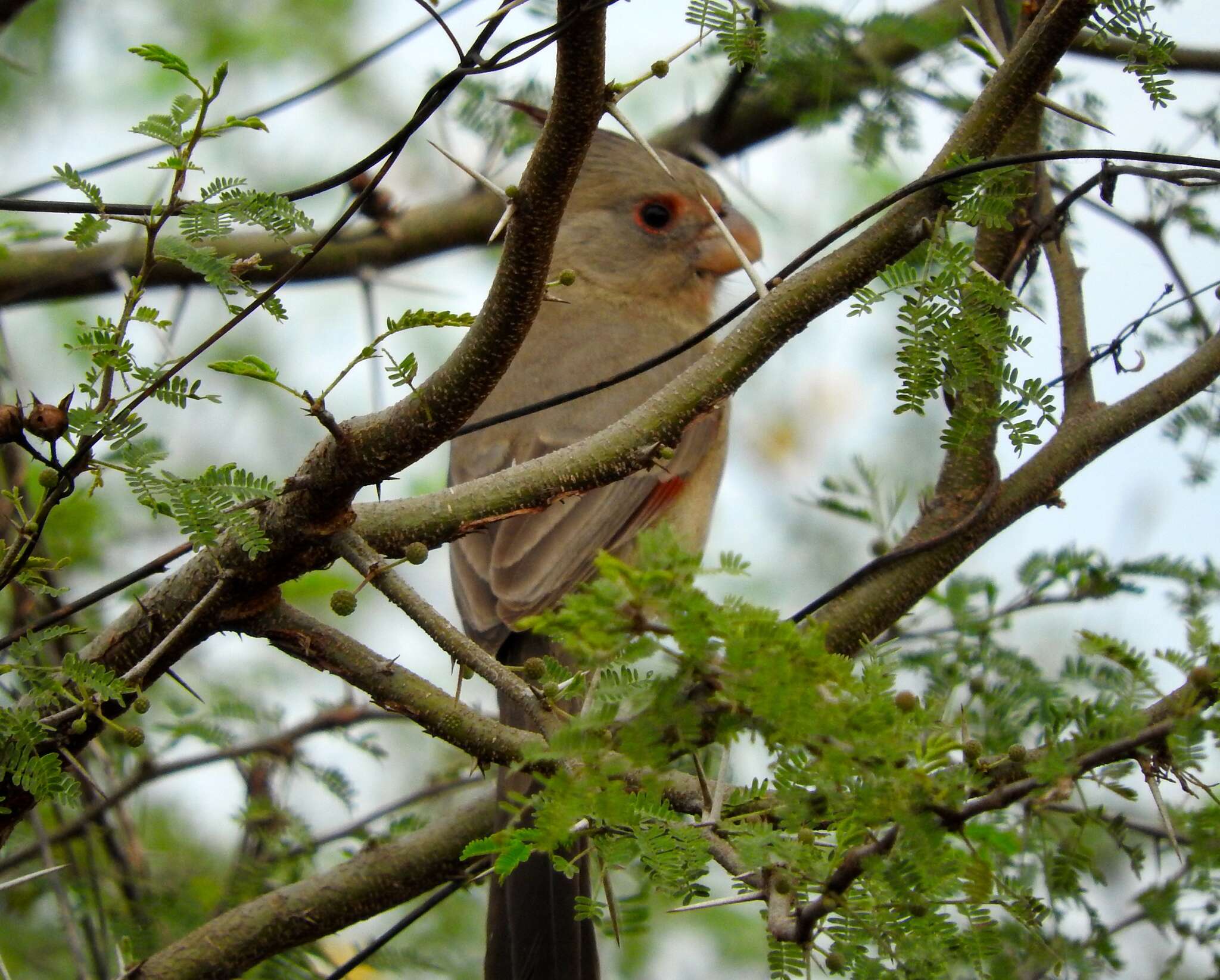 Image of Pyrrhuloxia