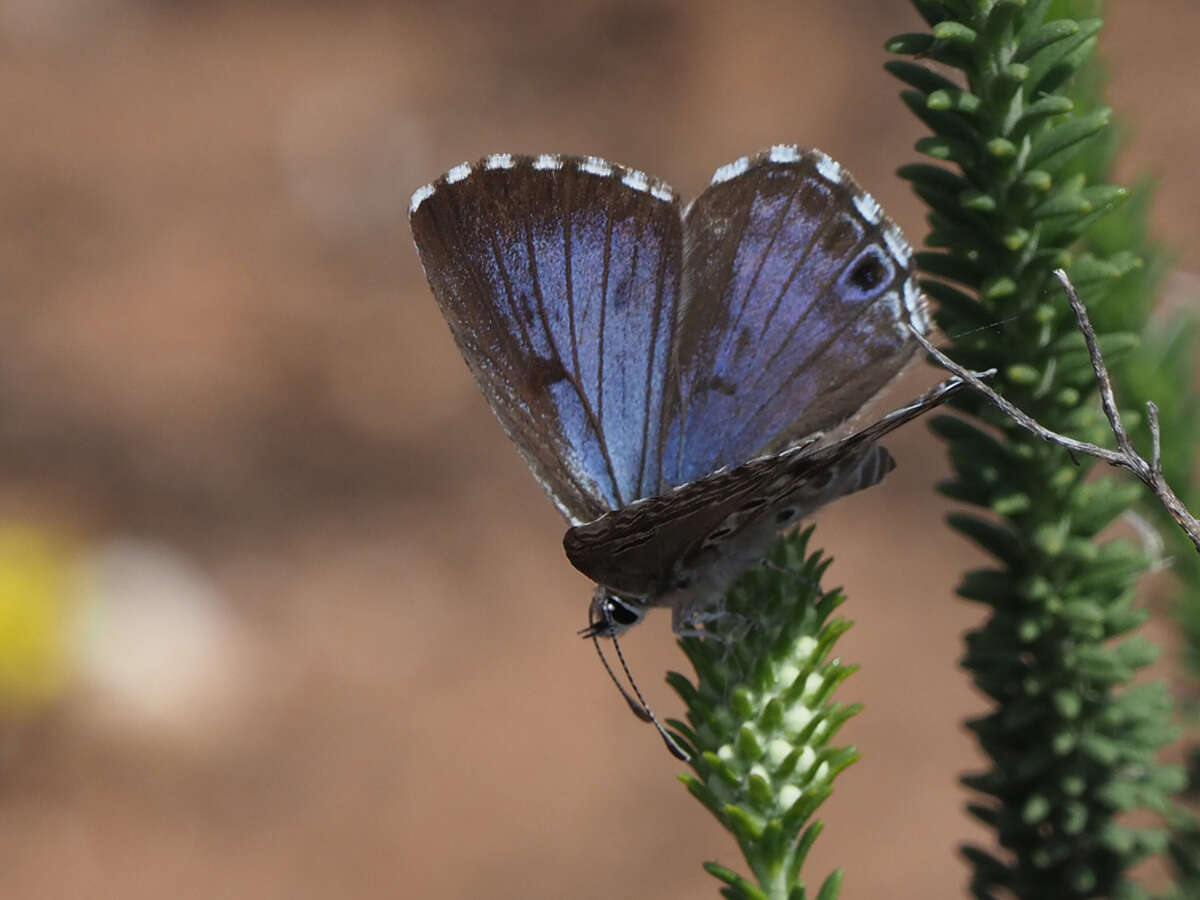 Image of Lepidochrysops littoralis (Swanepoel 1983)