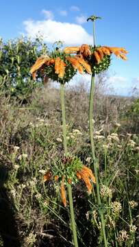 Image of Broadleaf leonotis