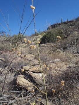 Image of Parish's Indian mallow