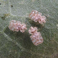 Image of Chrysanthemum Lace Bug