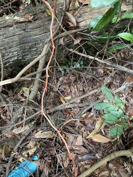 Image of Erythrorchis altissima (Blume) Blume