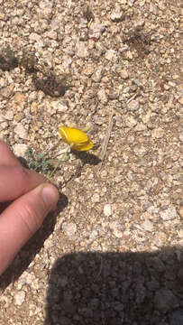 Image of Eschscholzia androuxii Still