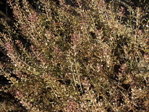 Image of Schinz's pepperweed