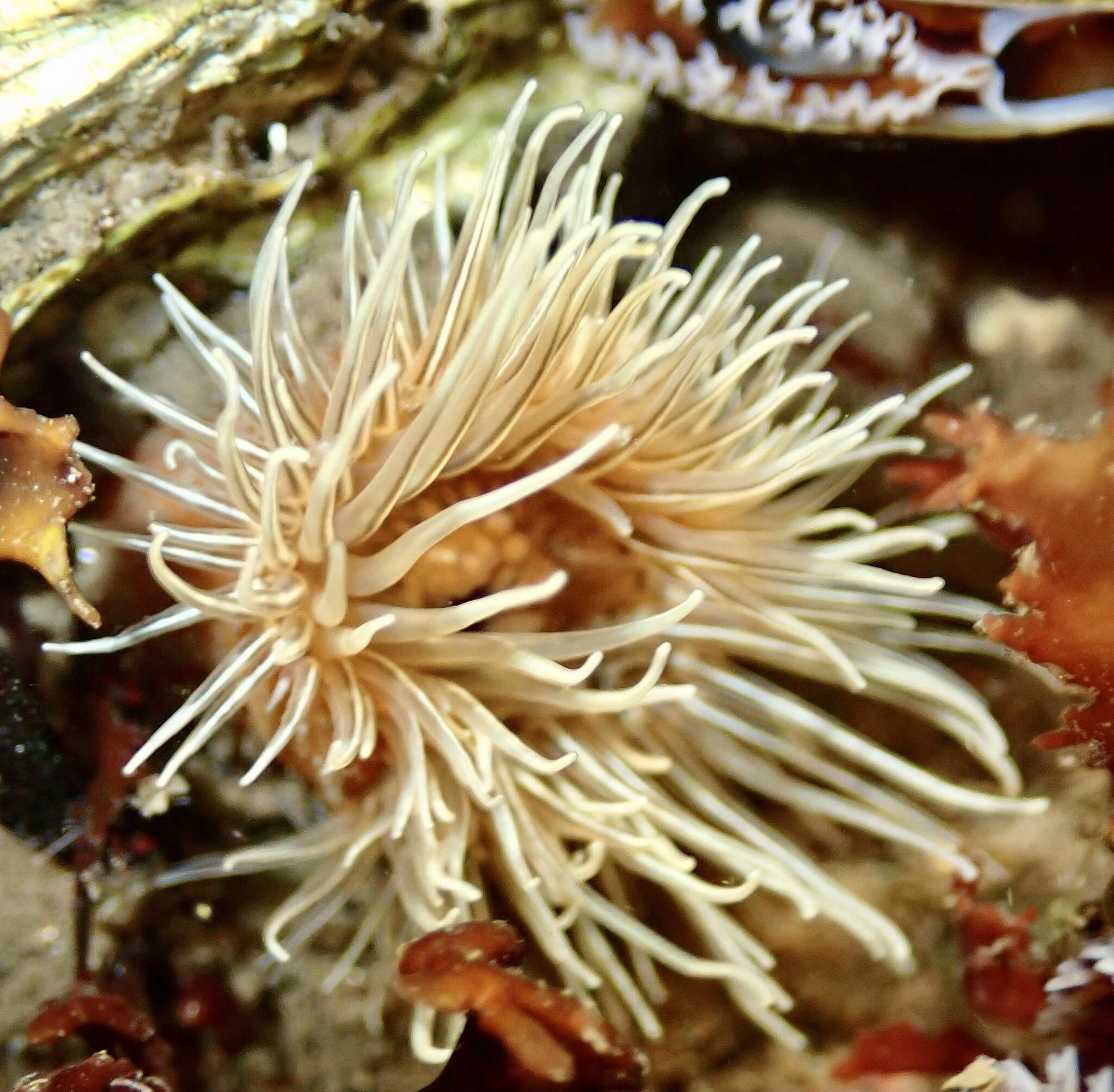 Image of small snakelocks anemone