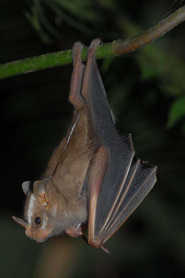 Image of Great Stripe-faced Bat