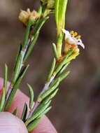 Image of Diosma pedicellata I. Williams