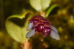 Image of Stelis piperina Lindl.