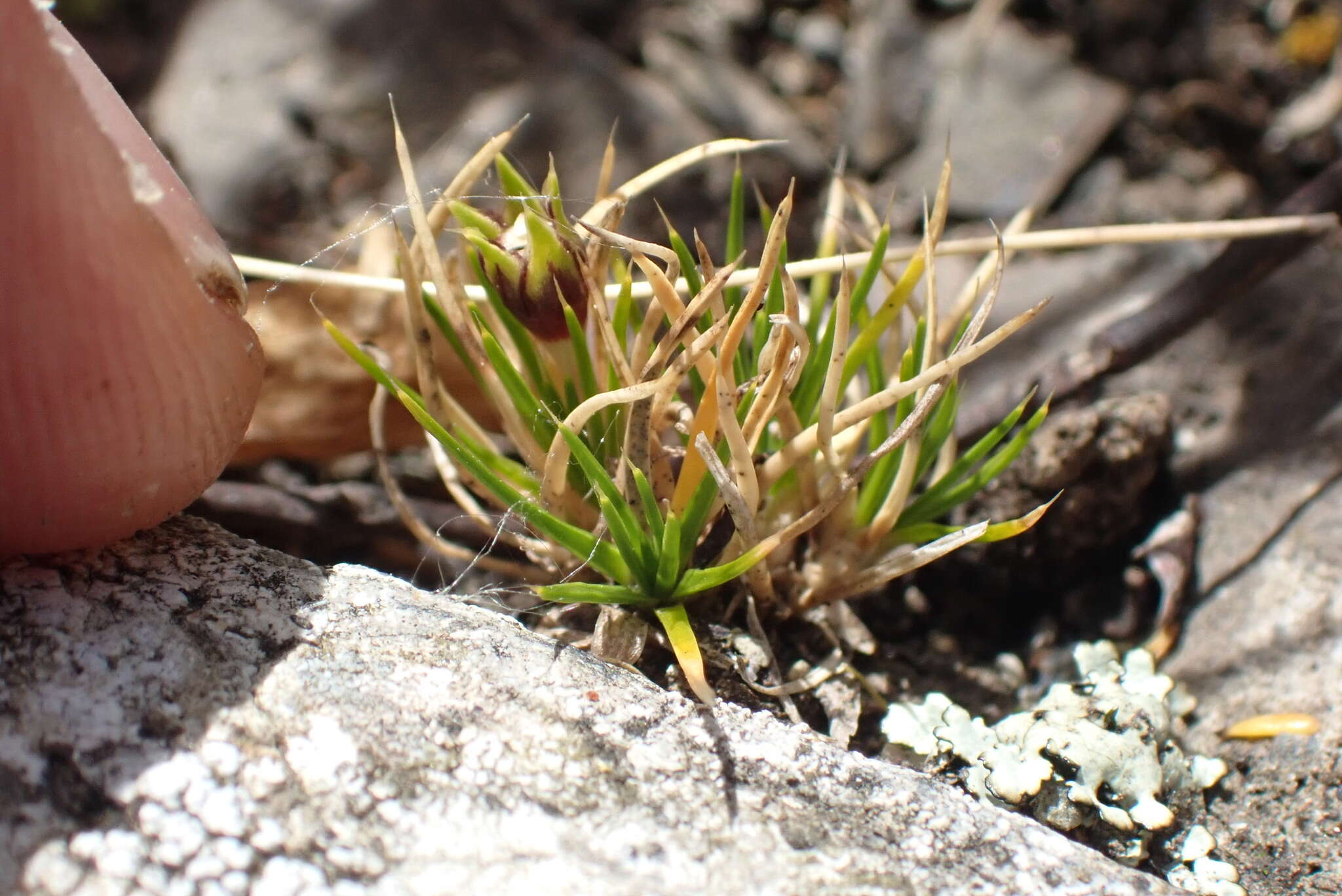 Image of Colobanthus strictus Cheeseman