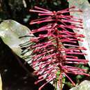 Image of Catalepidia heyana (F. M. Bailey) P. H. Weston