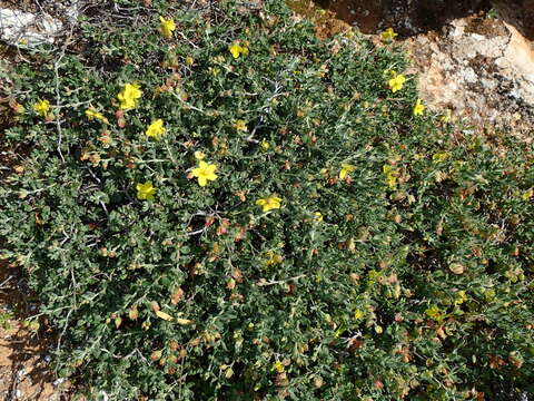 Image of Helianthemum canariense (Jacq.) Pers.