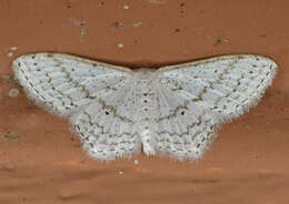 صورة Idaea tacturata (Walker 1861)