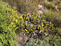 Plancia ëd Protea pruinosa J. P. Rourke