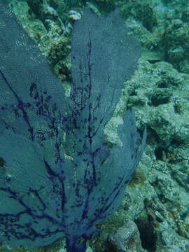 Image of Caribbean sea fan