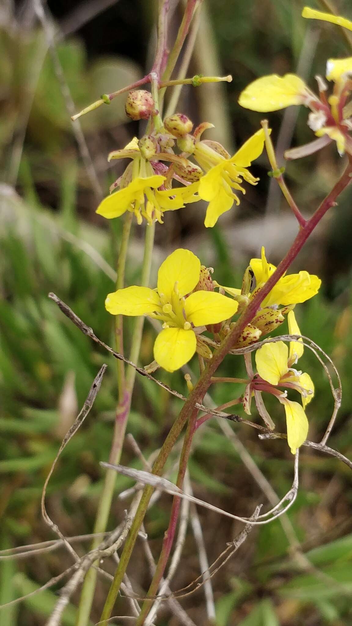 Plancia ëd Sinapidendron angustifolium (DC.) Lowe