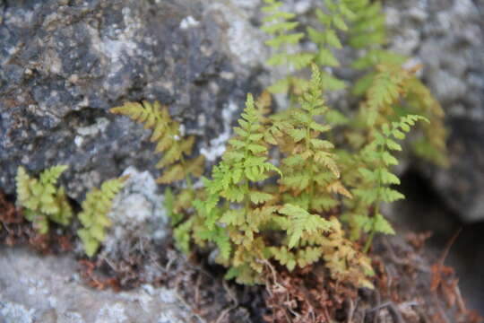 Image of Woodsia fragilis (Trev.) Moore