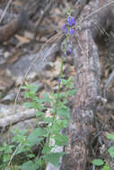 Image of desert indigo sage