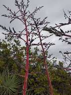 Image of Puya coerulea Lindl.