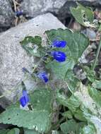 Image of desert indigo sage